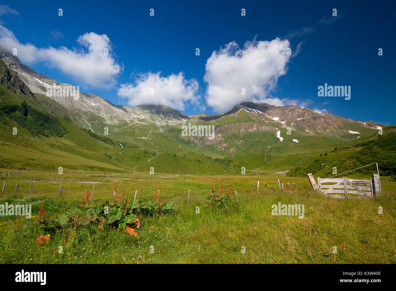 Erholsamen, grünen Gras Teppich auf die österreichischen Alpen. Stockfoto