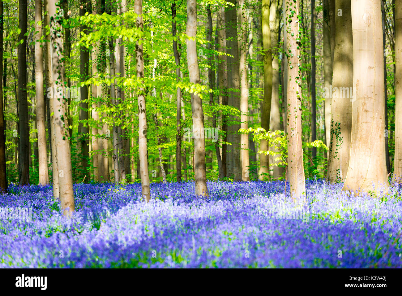 Hallerbos, Buchenwald in Belgien voll von blauen Glocken Blumen. Stockfoto