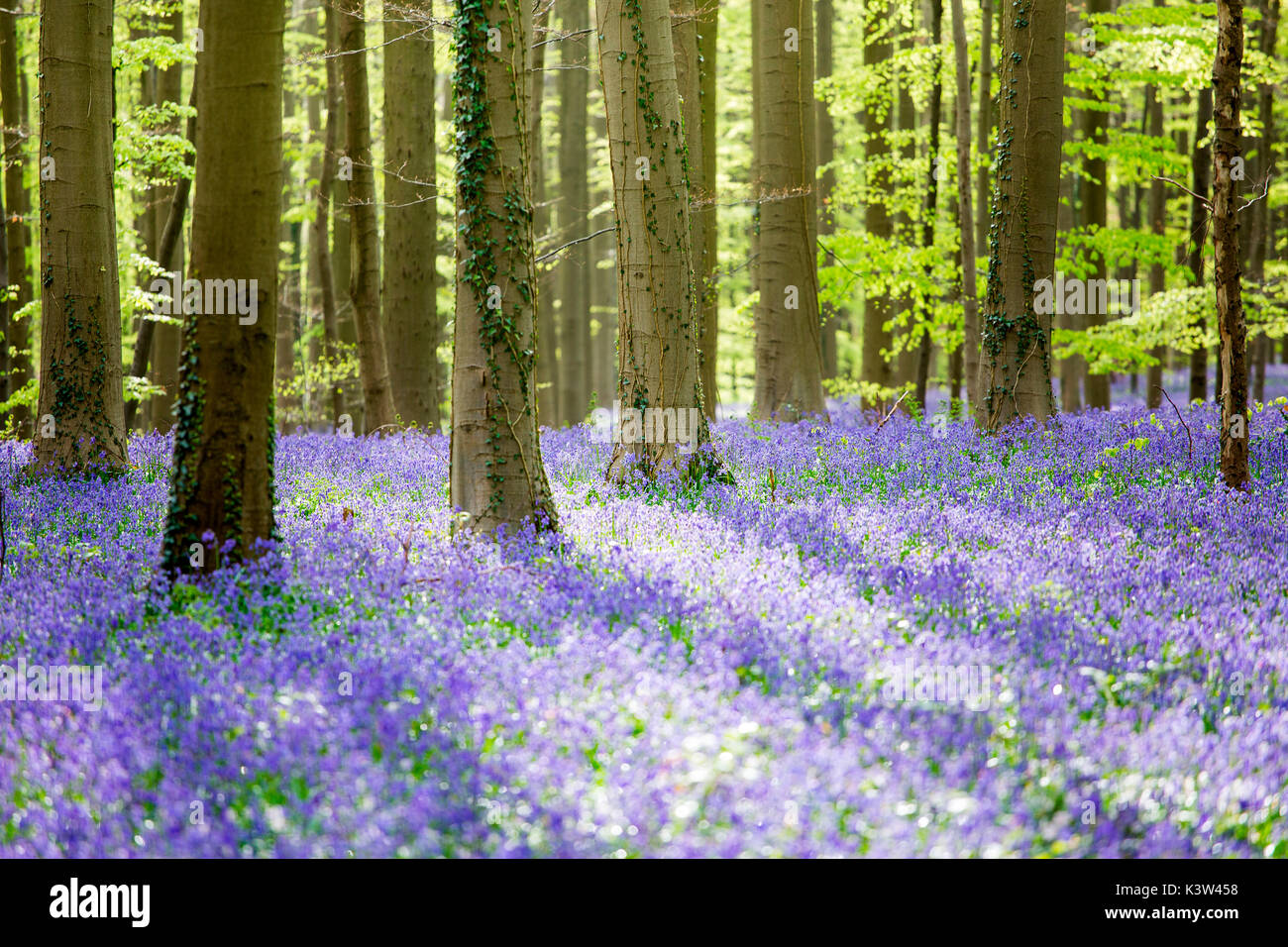 Hallerbos, Buchenwald in Belgien voll von blauen Glocken Blumen. Stockfoto