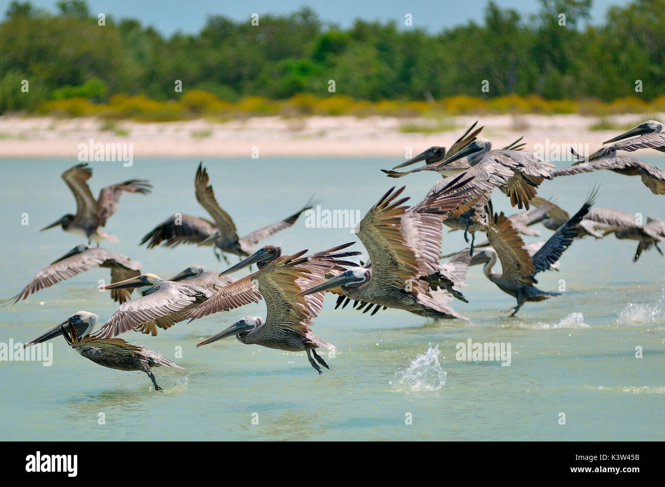 Einige Pelikane Flucht auf der Insel Holbox, Mexiko Stockfoto