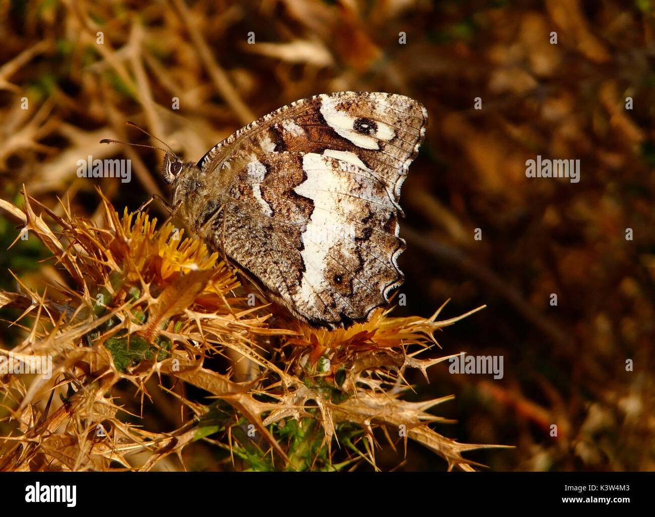 Der Schmetterling Brintesia Circe in die mediterrane Umgebung Stockfoto