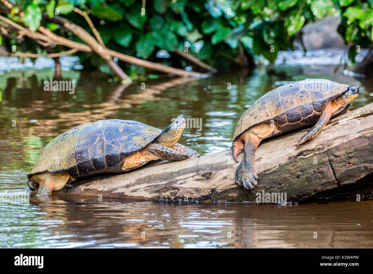 Tortuguero, Costa Rica, wilde Schildkröten auf einem Stockfoto