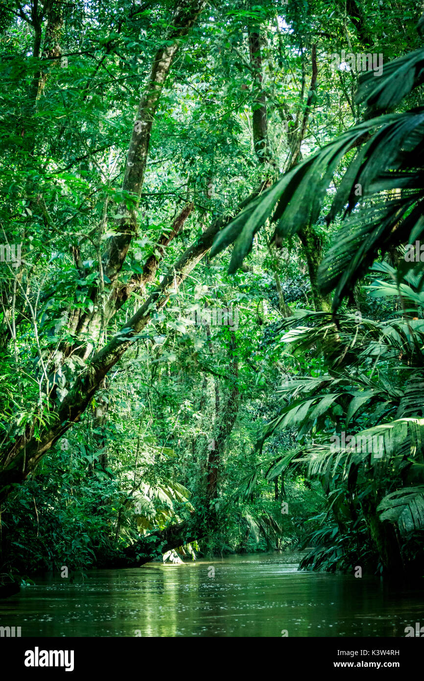 Nationalpark Tortuguero, Costa Rica, Blick auf den Regenwald vom Boot aus in den Kanälen Stockfoto