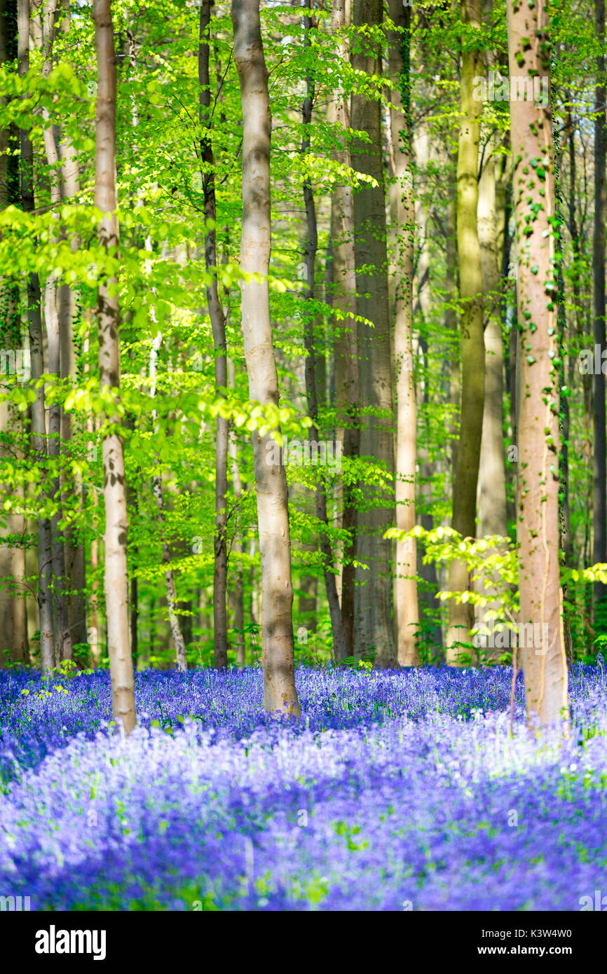 Hallerbos, Buchenwald in Belgien voll von blauen Glocken Blumen. Stockfoto