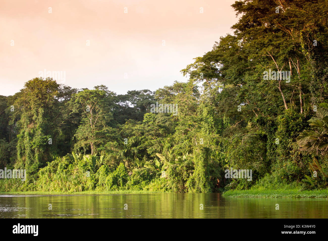 Nationalpark Tortuguero, Costa Rica, Blick auf den Regenwald vom Boot aus in den Kanälen Stockfoto
