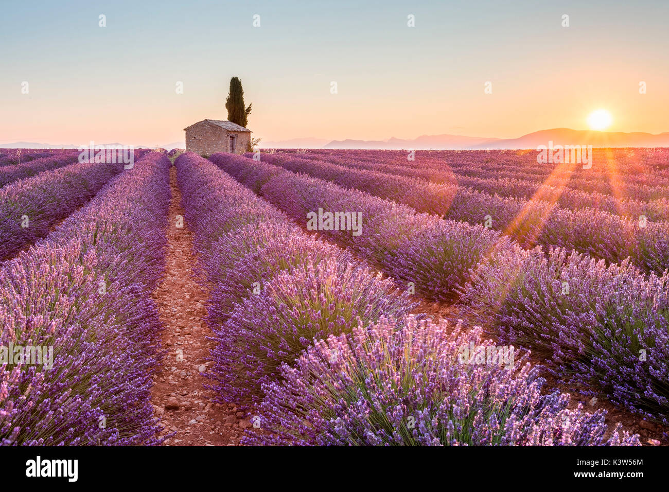 Das Plateau von Valensole, Provence, Frankreich. Sonnenaufgang in einem Lavendelfeld in der Blüte mit einsamen ländlichen Haus und Cypress Tree, sunburst. Stockfoto