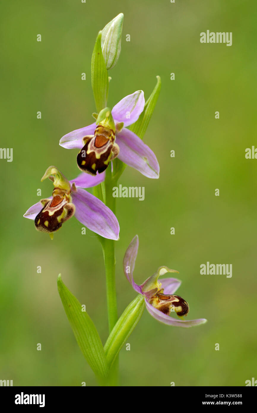 Ophrys apifera, Ligurien, Italien, Vobbia Stockfoto
