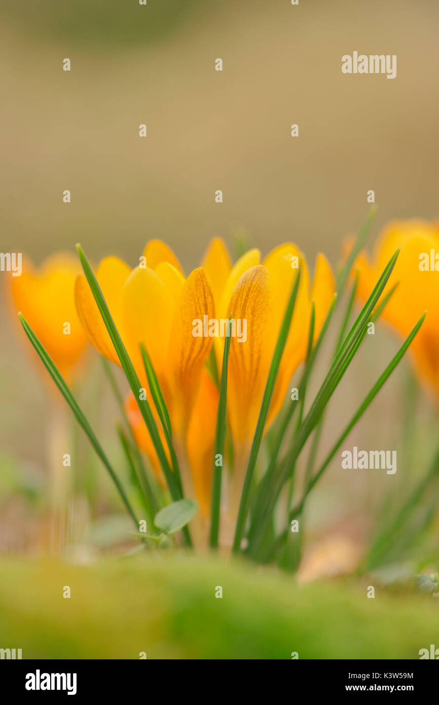 Crocus vernus, Casareggio, Ligurien, Italien Stockfoto