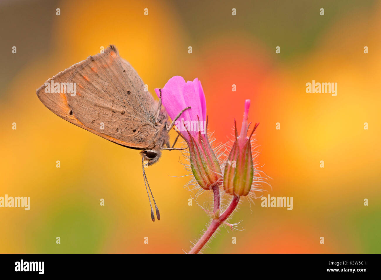 Lycaena phlaeas, Casareggio, Ligurien, Italien Stockfoto