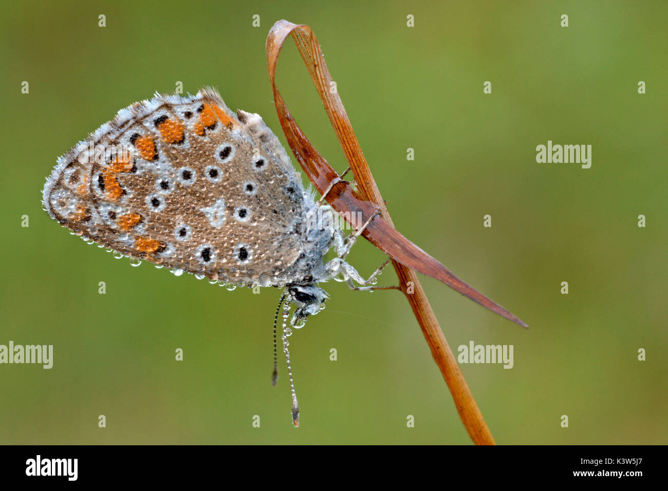 Polyommatus bellargus, Piemont, Italien Stockfoto
