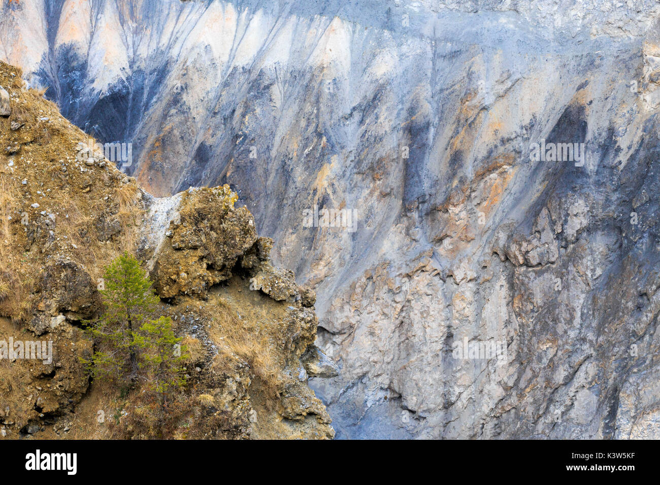 Eine kleine Lärche wächst an den Hängen des Schlucht. Rhein Schlucht (ruinaulta), Flims, Landquart, Graubünden, Schweiz, Europa Stockfoto