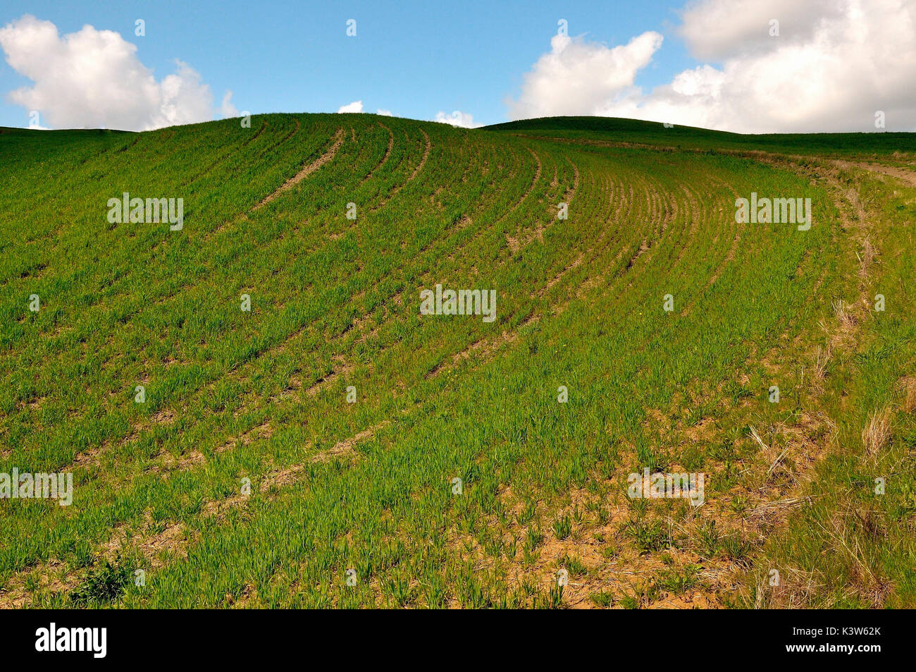 Toskanischen Hügel in Val d ' Orcia, Italien Stockfoto