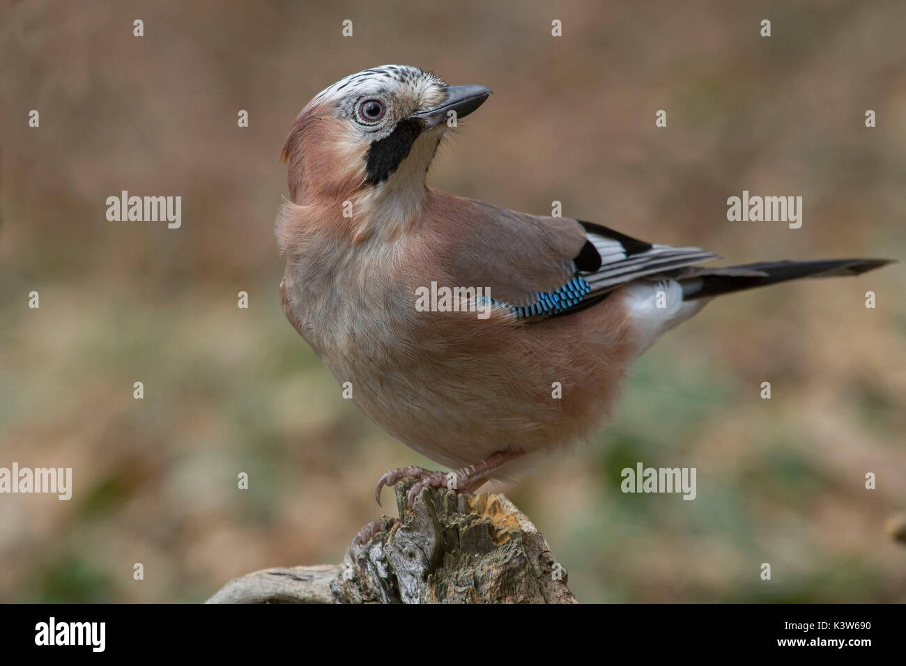 Adamello Naturpark, Lombardei, Italien. Jay Stockfoto