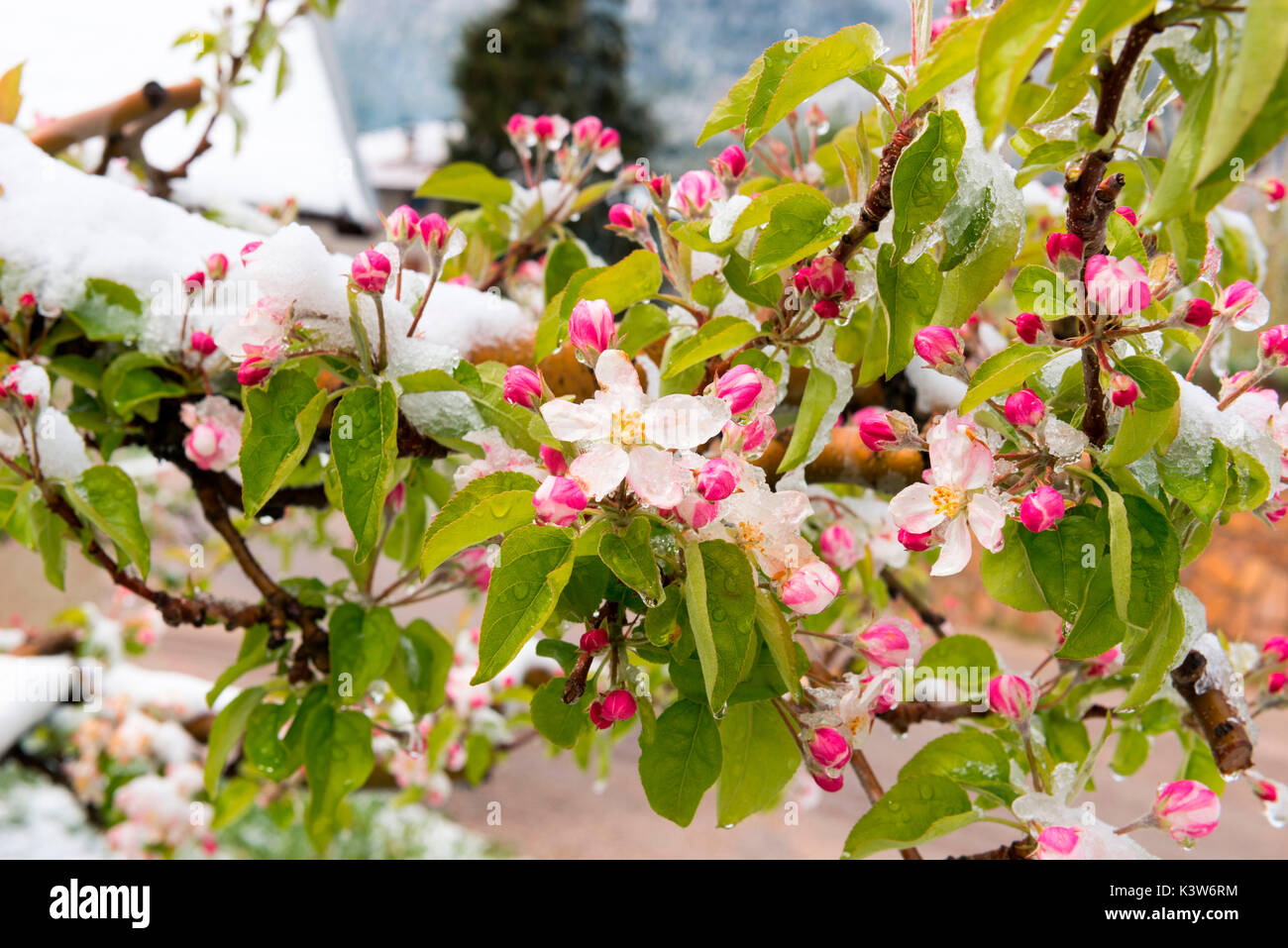 Italien, Trentino Alto Adige, Nonstal, Schnee auf Apple Blüten in einem ungewöhnlich kalten Frühling Tag. Stockfoto