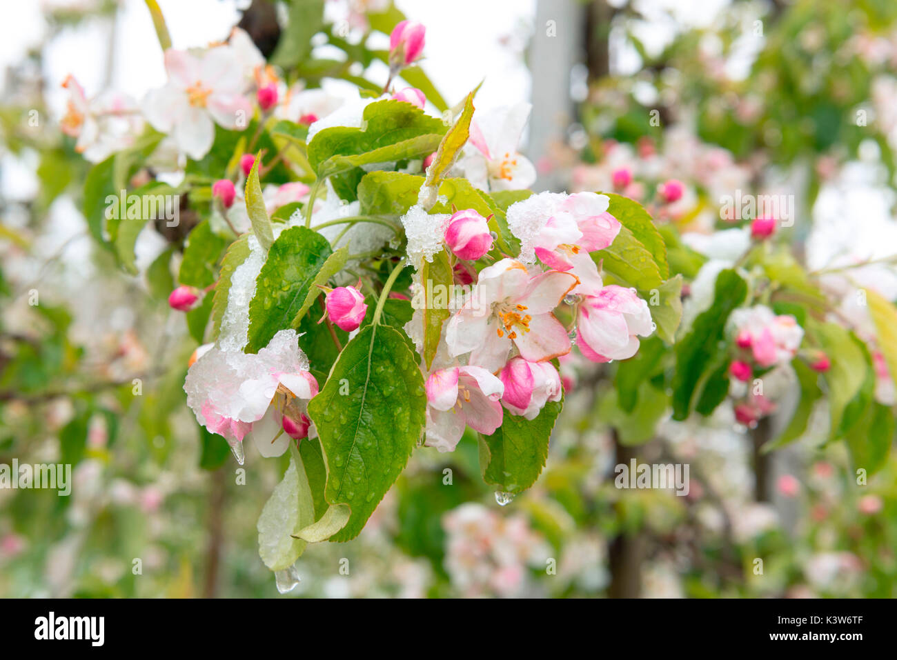 Italien, Trentino Alto Adige, Nonstal, Schnee auf Apple Blüten in einem ungewöhnlich kalten Frühling Tag. Stockfoto