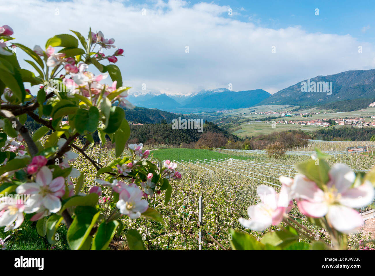 Italien, Trentino, Nonstal, Apple Blüte der Tal und Brenta Gruppe. Stockfoto