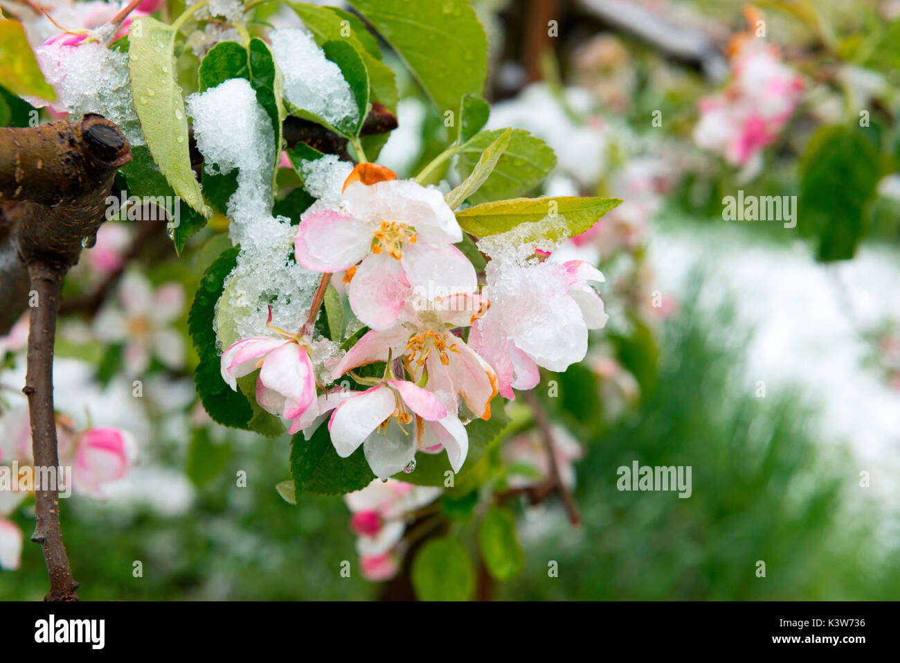 Italien, Trentino Alto Adige, Nonstal, Schnee auf Apple Blüten in einem ungewöhnlich kalten Frühling Tag. Stockfoto