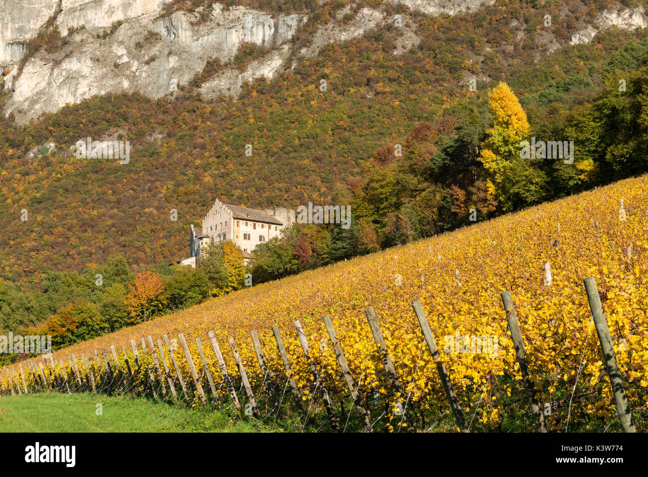 Italien, Trentino Alto Adige, Weinberge im Herbst auf dem Plan von Monreale Schloss. Stockfoto