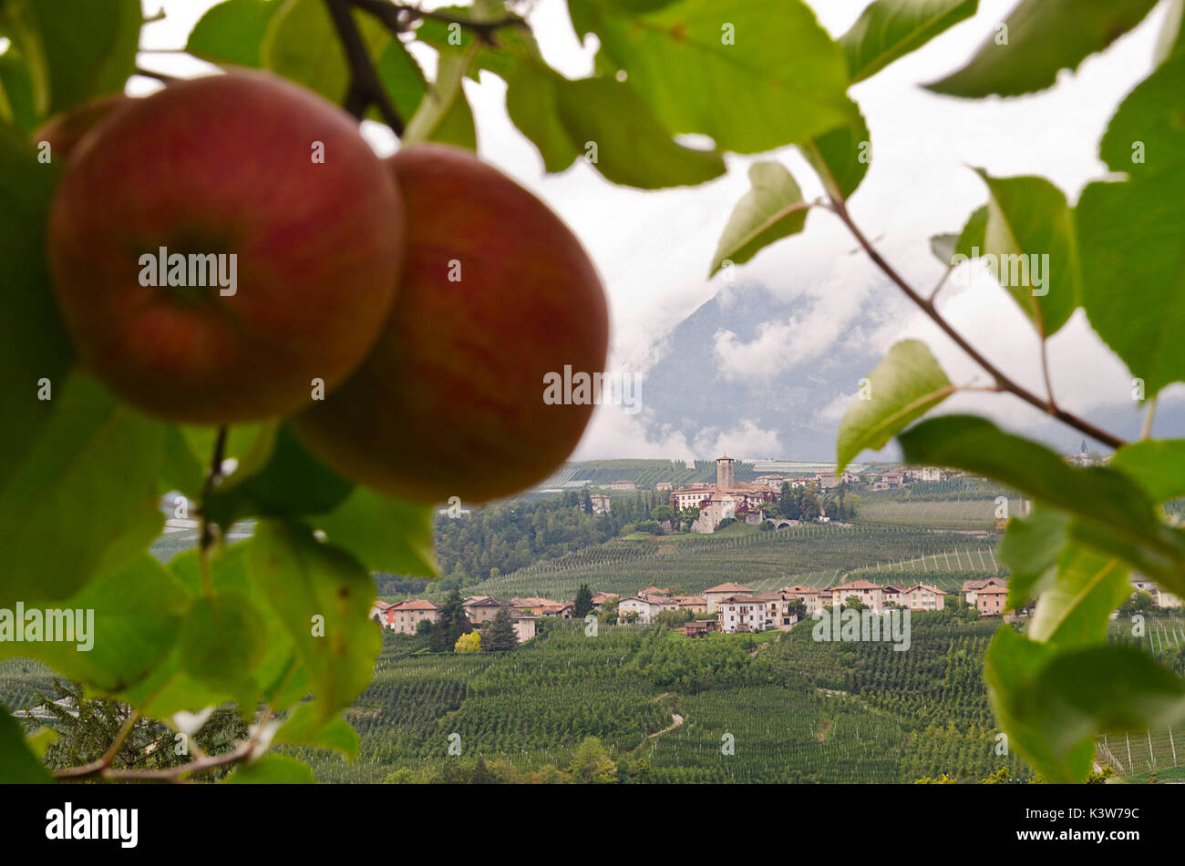 Italien, Trentino Alto Adige, Gala Äpfel aus Nonstal und Hintergrund siehe Valer Castel. Stockfoto