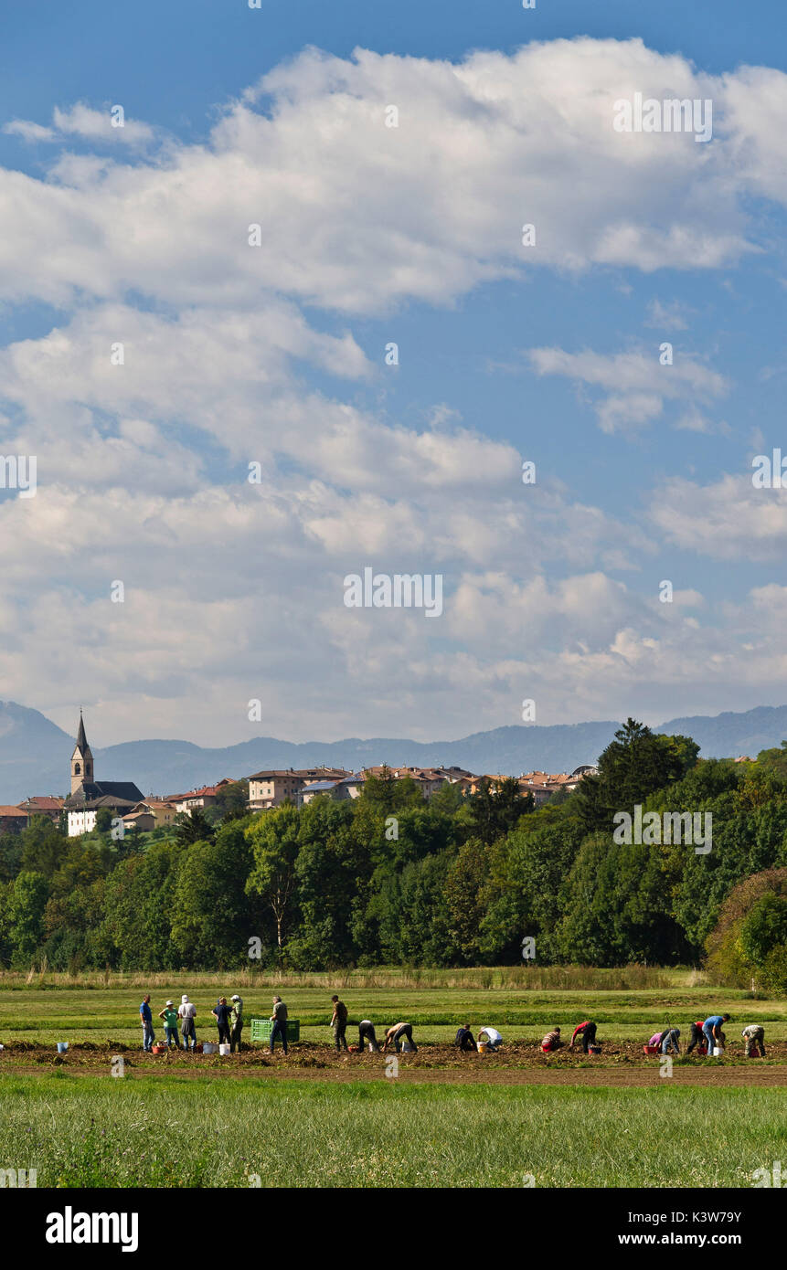 Italien, Trentino Alto Adige, Bauern ernten Kartoffeln in Bergdorf nicht Tal. Stockfoto