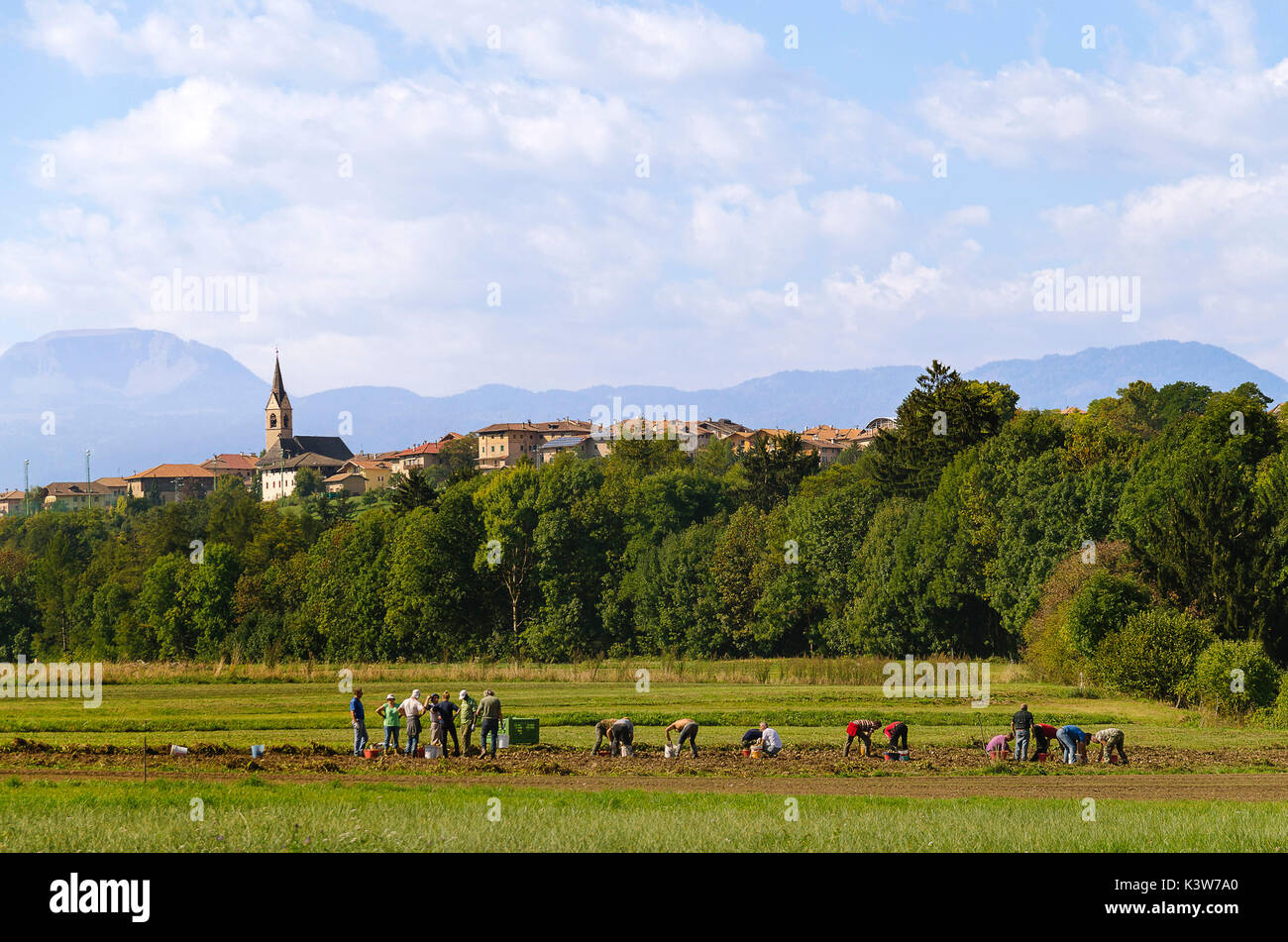 Italien, Trentino Alto Adige, Bauern ernten Kartoffeln in Bergdorf nicht Tal. Stockfoto