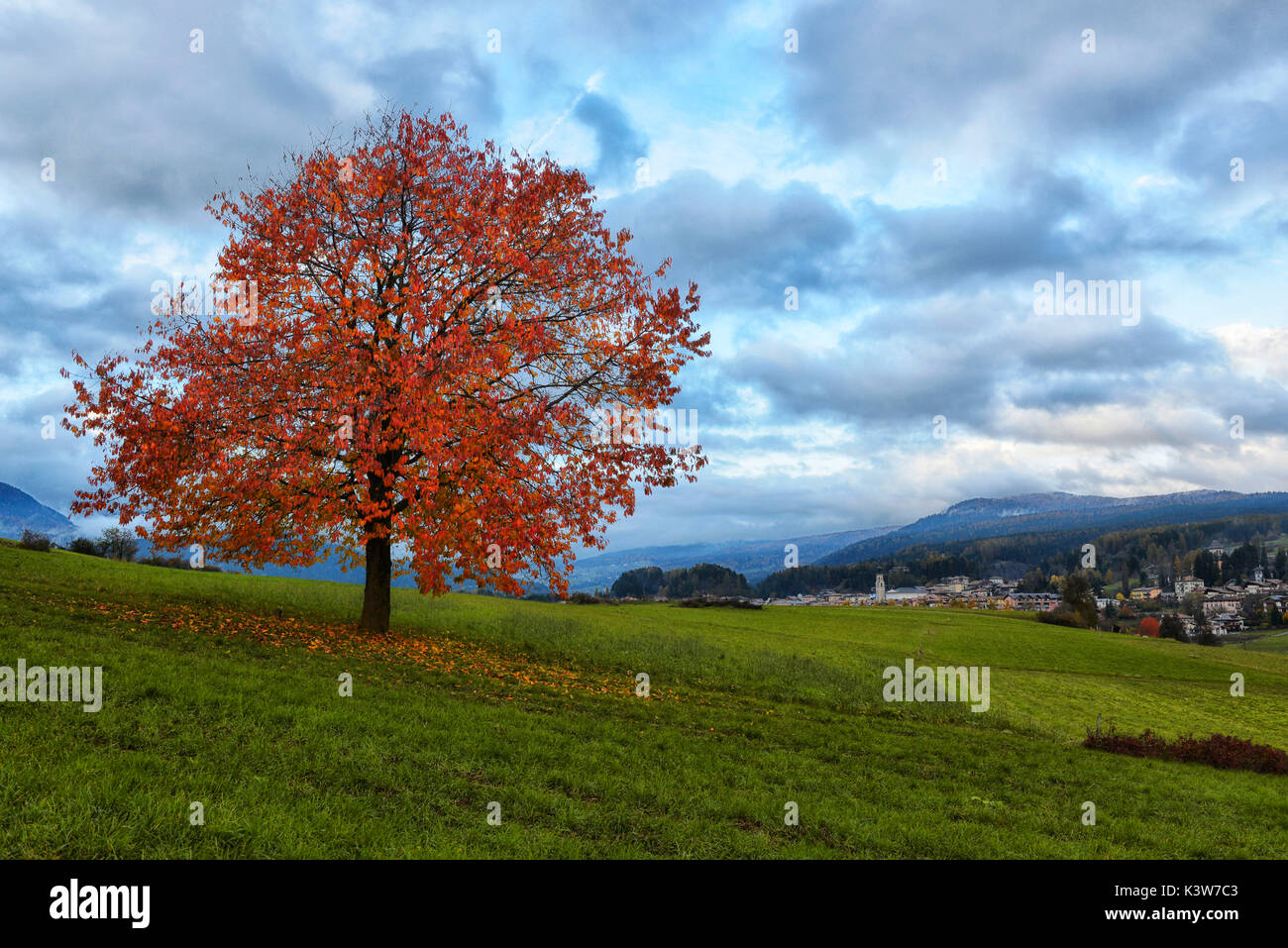Italien, Trentino Alto Adige, Sonnenuntergang einsamer Baum im Herbst rot in den Prärien des Nonstal. Stockfoto