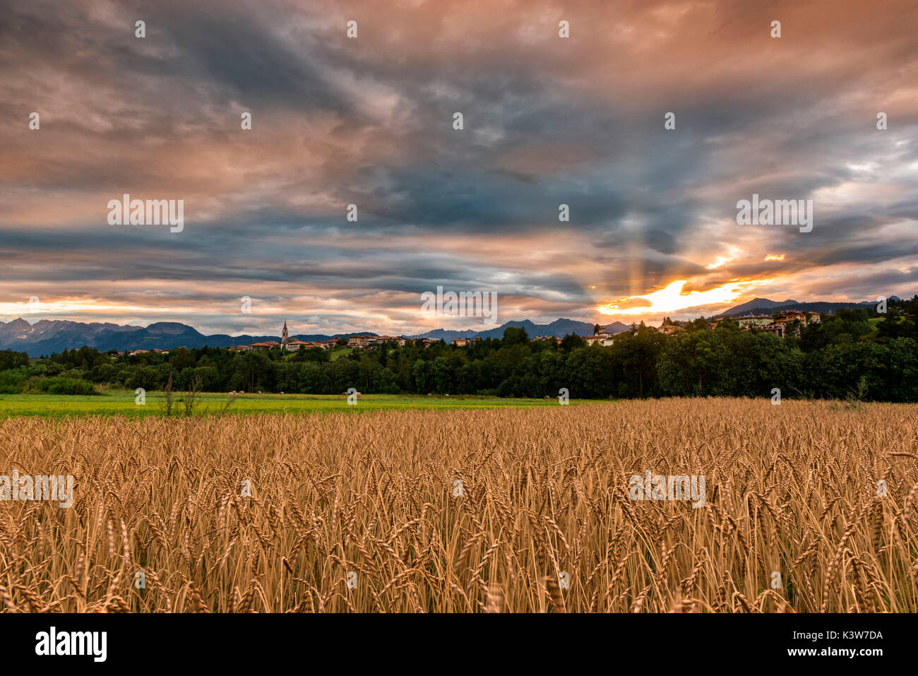 Italien, Trentino Alto Adige, Val di Non, Sonnenuntergang auf dem Gebiet der Weizen auf Prärien Pradiei. Stockfoto