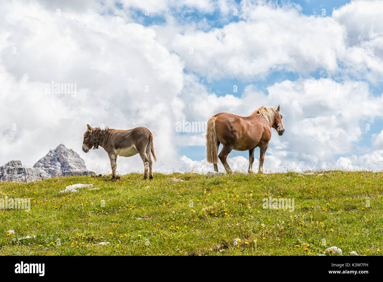 Pferd und Esel grasen auf den Rasen in der Nähe von Lavaredo Zuflucht, Venetien, Dolomiten, Italien, Europa. Stockfoto