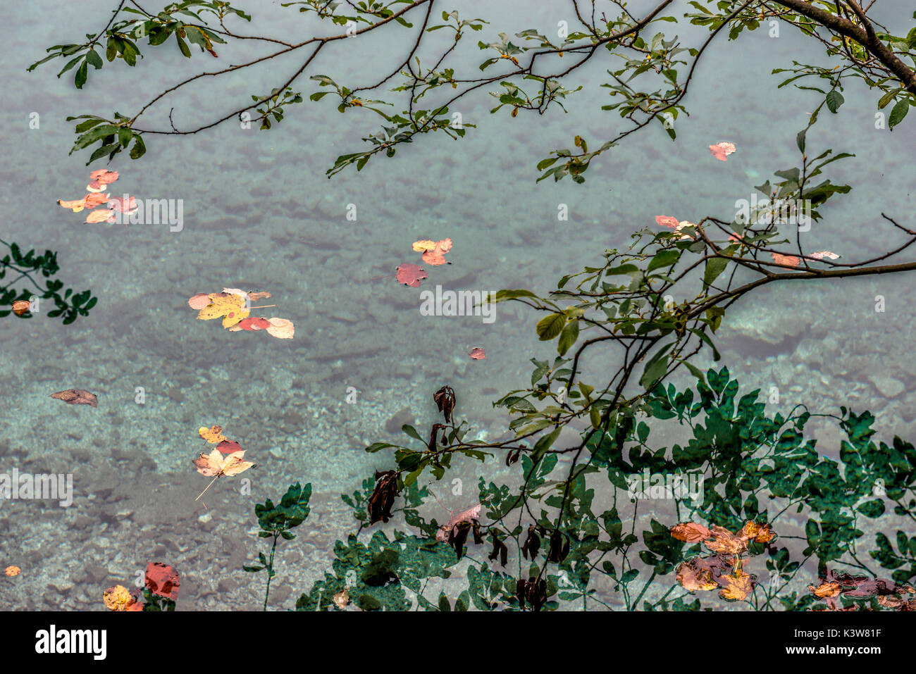 Italien, Trentino Alto Adige, im Herbst Blätter auf dem Wasser schwimmend Von Tovel See Stockfoto