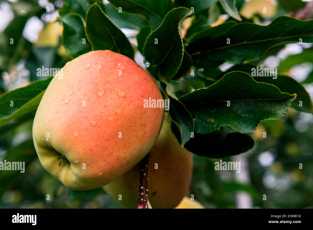 Golden Apple von Nonstal, Trentino Alto Adige, Italien. Stockfoto