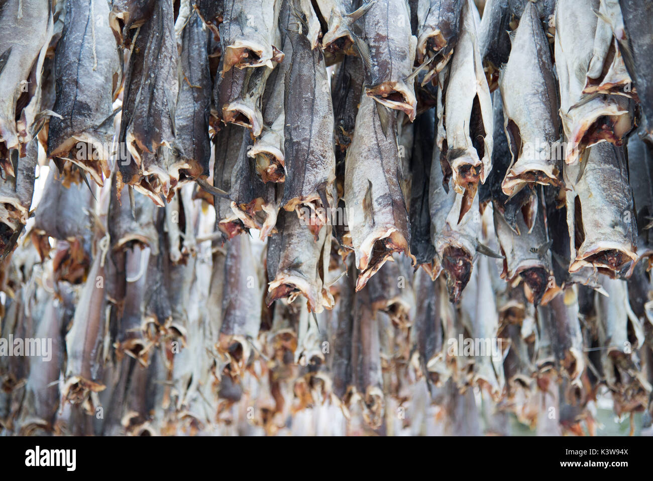 Detail der Stockfisch, auch genannt Cods, auf der traditionellen norwegischen Gerüste; Norwegen, Lofoten. Stockfoto