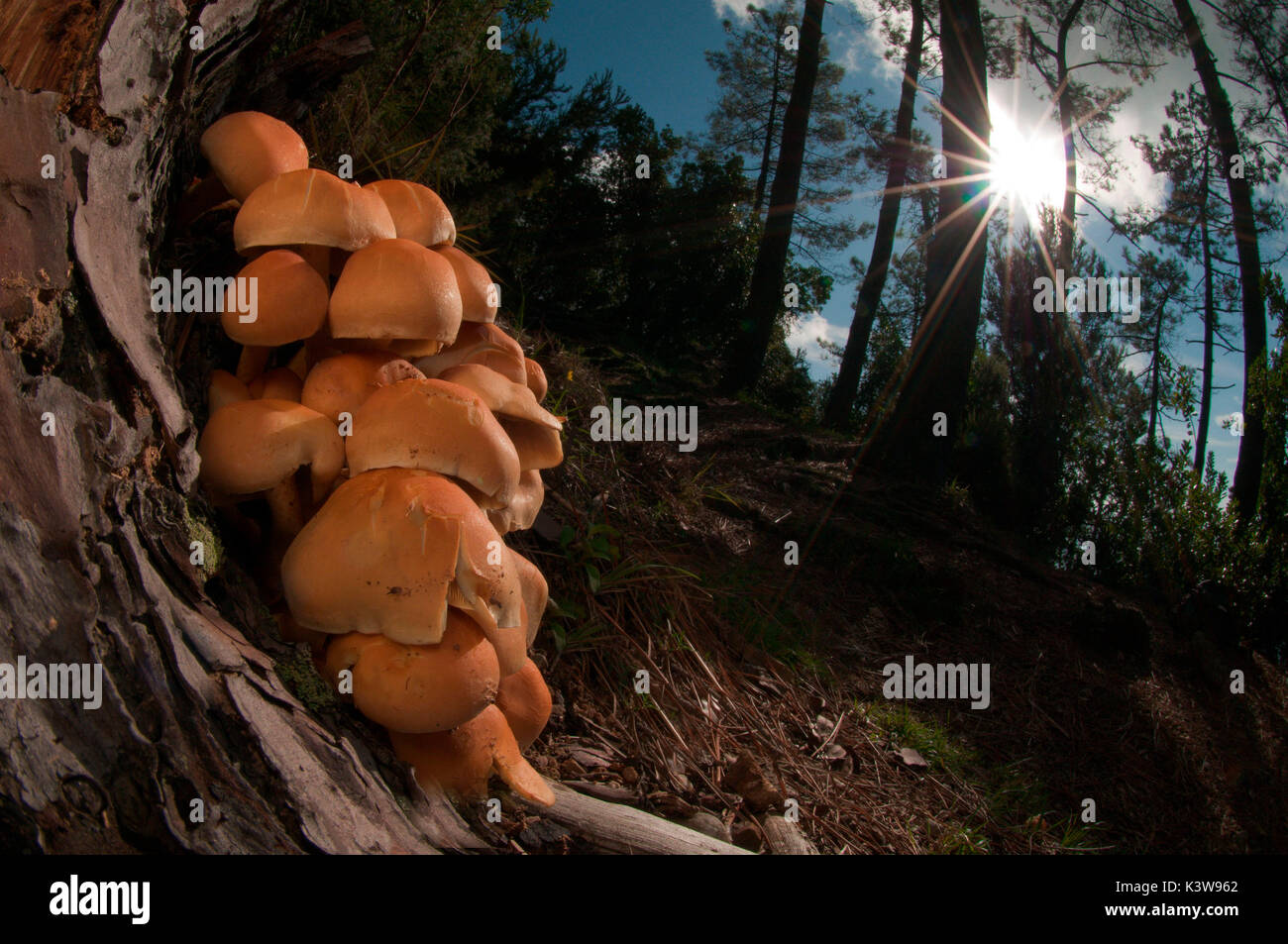Pilz in einer Gruppe in einem Waldgebiet. Portofino, Genua, Italien, Europa Stockfoto