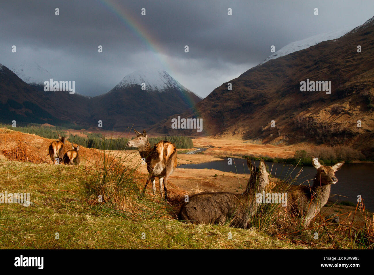 Glencoe, Schottland. Tag Winter im Hochland, ist glücklich, plötzlich vor einer Gruppe von Rotwild durch Schnee umgeben zu sein, schneebedeckten Bergen und mit einem Regenbogen hinter Ihnen Stockfoto