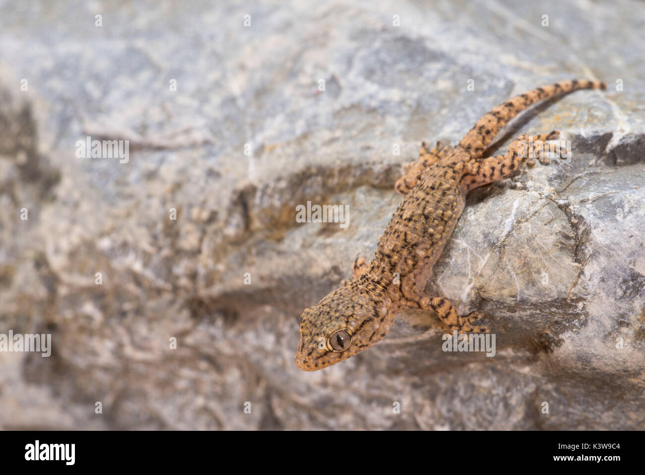 Das Muster des Gemeinsamen gecko Zugehörigkeit zur Gattung Tarentula mauritanica auf dem Felsen in die täglichen Stunden. Stockfoto