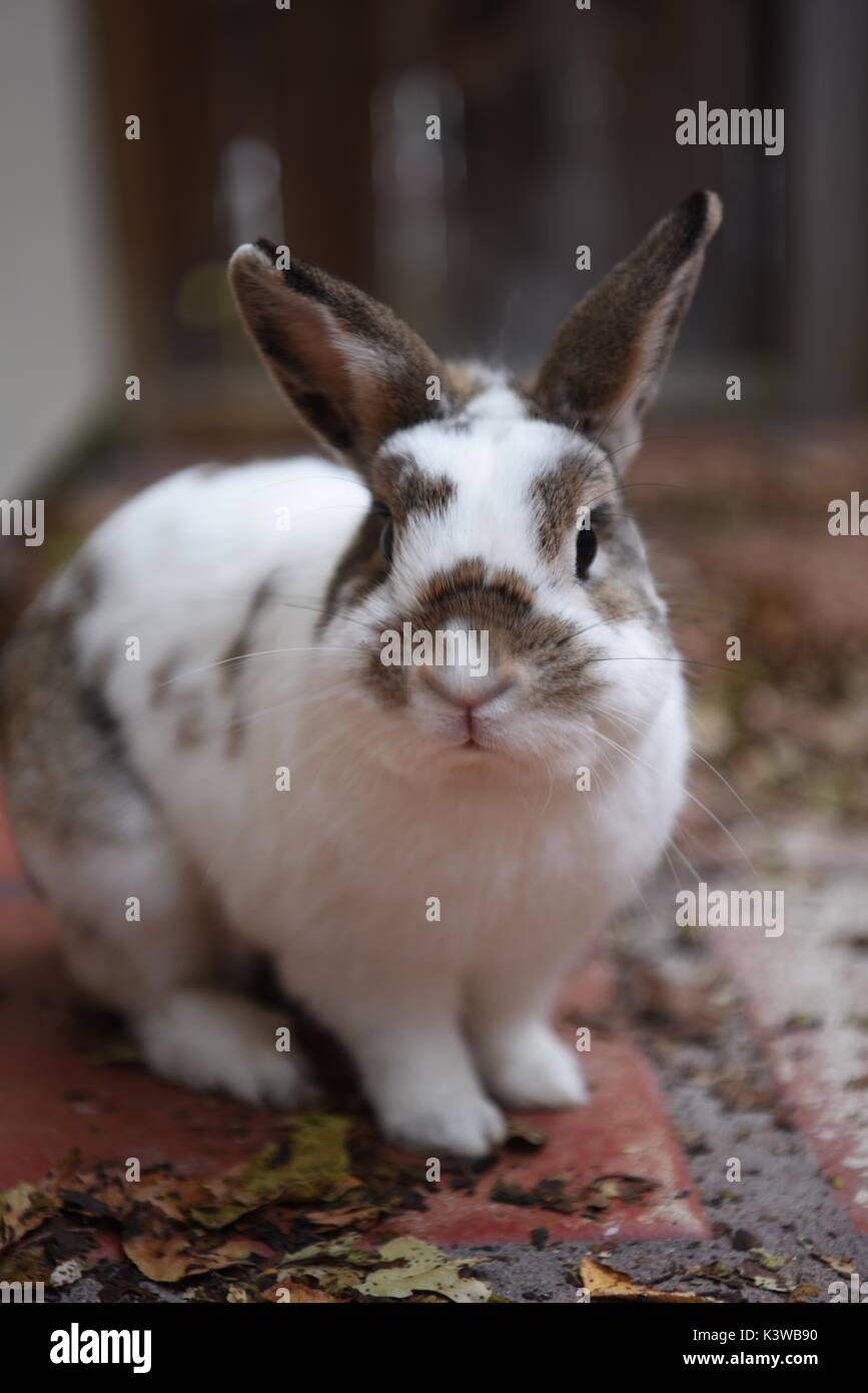 Fat cute Bunny Stockfoto
