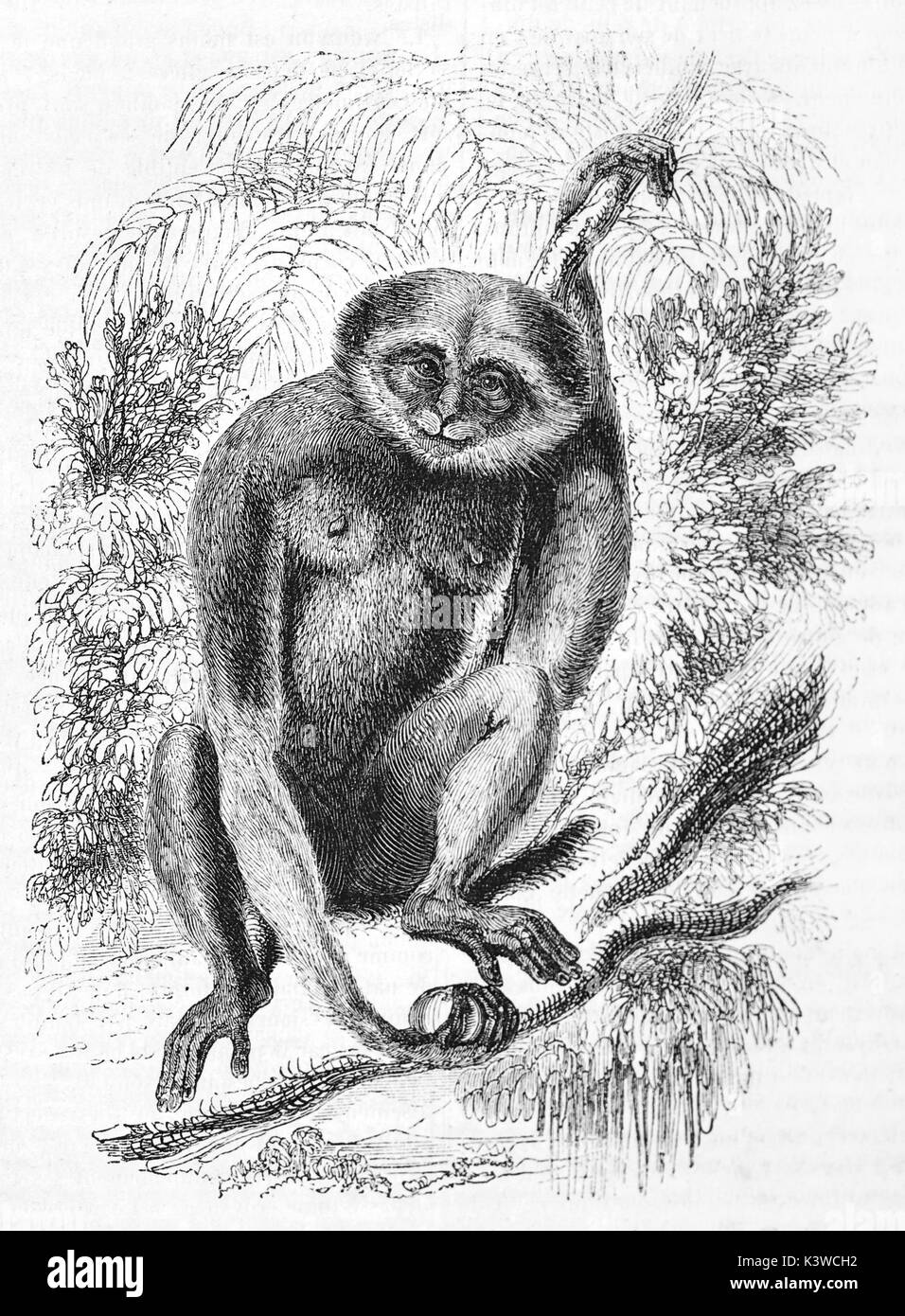 Alte Abbildung eines agilen Gibbon (Hylobates agilis), auch als "Black Hand Gibbon bekannt. Von unbekannter Autor, auf Magasin Pittoresque, Paris, 1841 veröffentlicht. Stockfoto