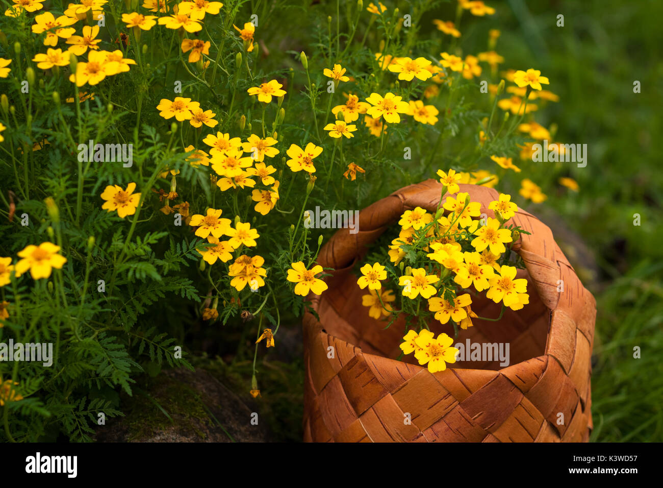 Garten Blumen tagetes tenuifolia. Weidenkorb mit gelben Blumen tagetes tenoifoliya Nahaufnahme. Stockfoto