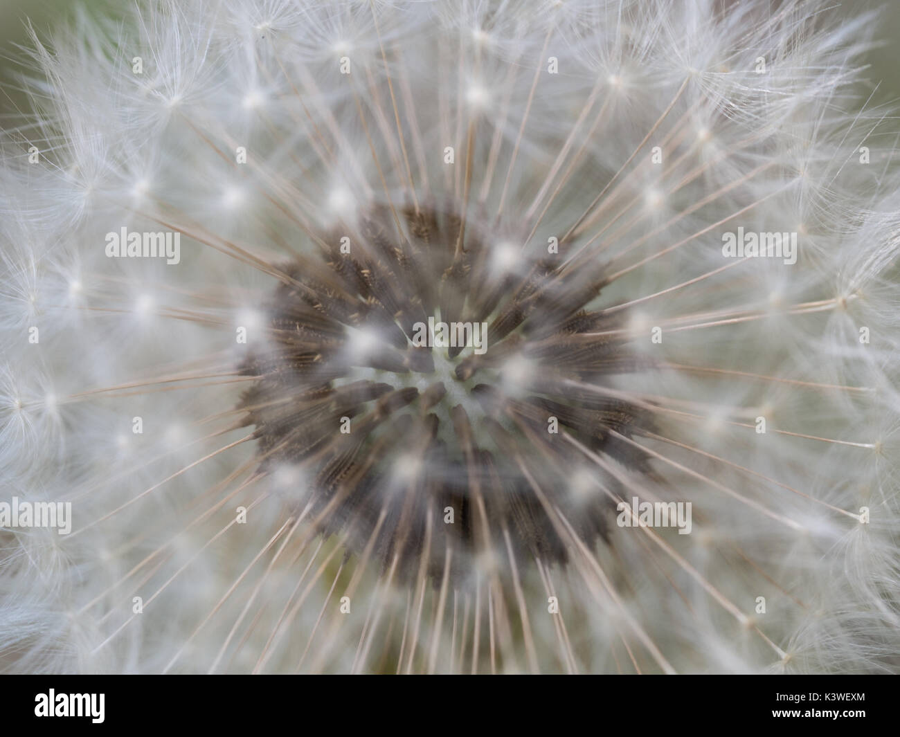 Eine Nahaufnahme Makro Detail Full Frame von einem unbeschädigten Löwenzahn Kopf schauen durch die äußere Röschen die Samen unter, Großbritannien Stockfoto