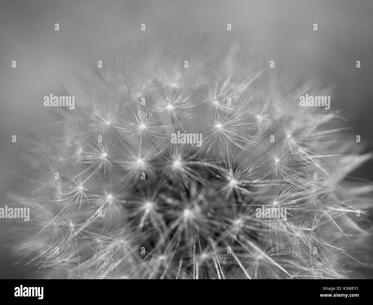 Eine Nahaufnahme Makro Detail von einem unbeschädigten Löwenzahn Kopf konzentriert sich auf die äußeren Röschen, Großbritannien Stockfoto