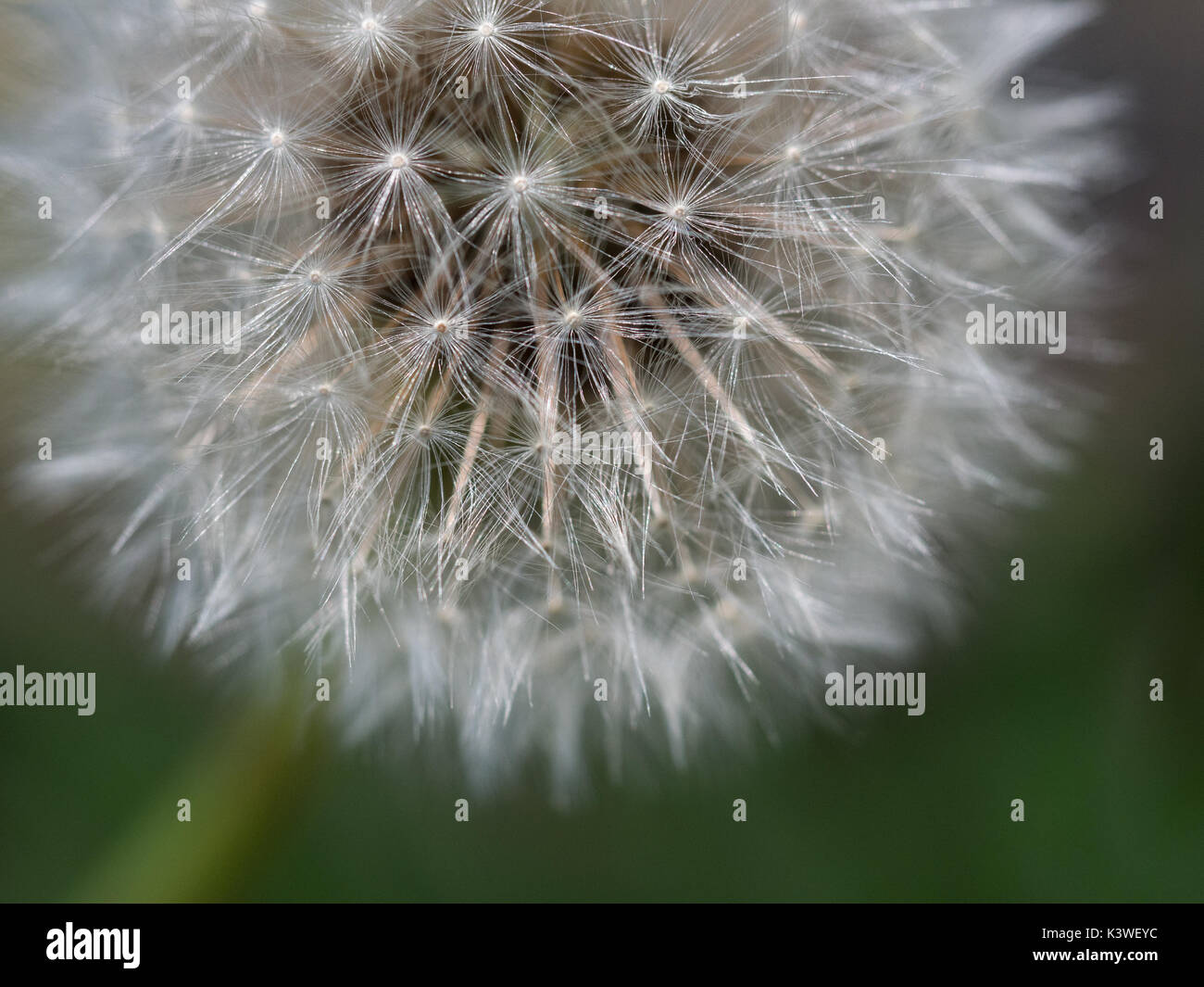 Eine Nahaufnahme Makro Detail von einem unbeschädigten Löwenzahn Kopf konzentriert sich auf die äußeren Röschen, Großbritannien Stockfoto