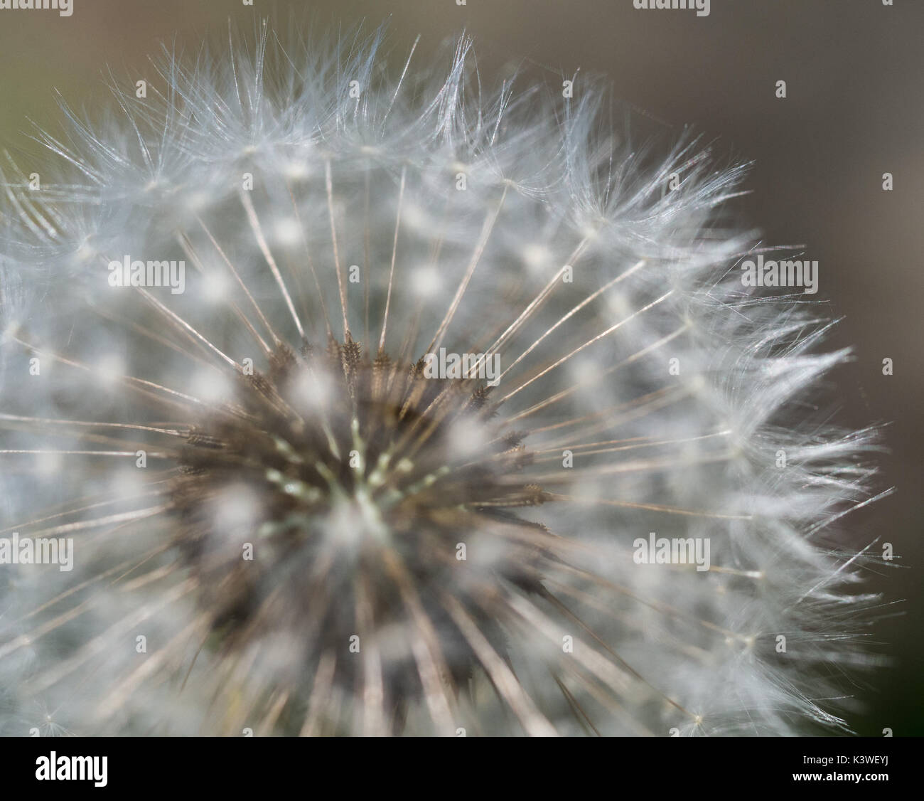 Eine Nahaufnahme Makro Detail von einem unbeschädigten Löwenzahn Samen Kopf schauen durch die äußere Röschen die Samen unter, Großbritannien Stockfoto