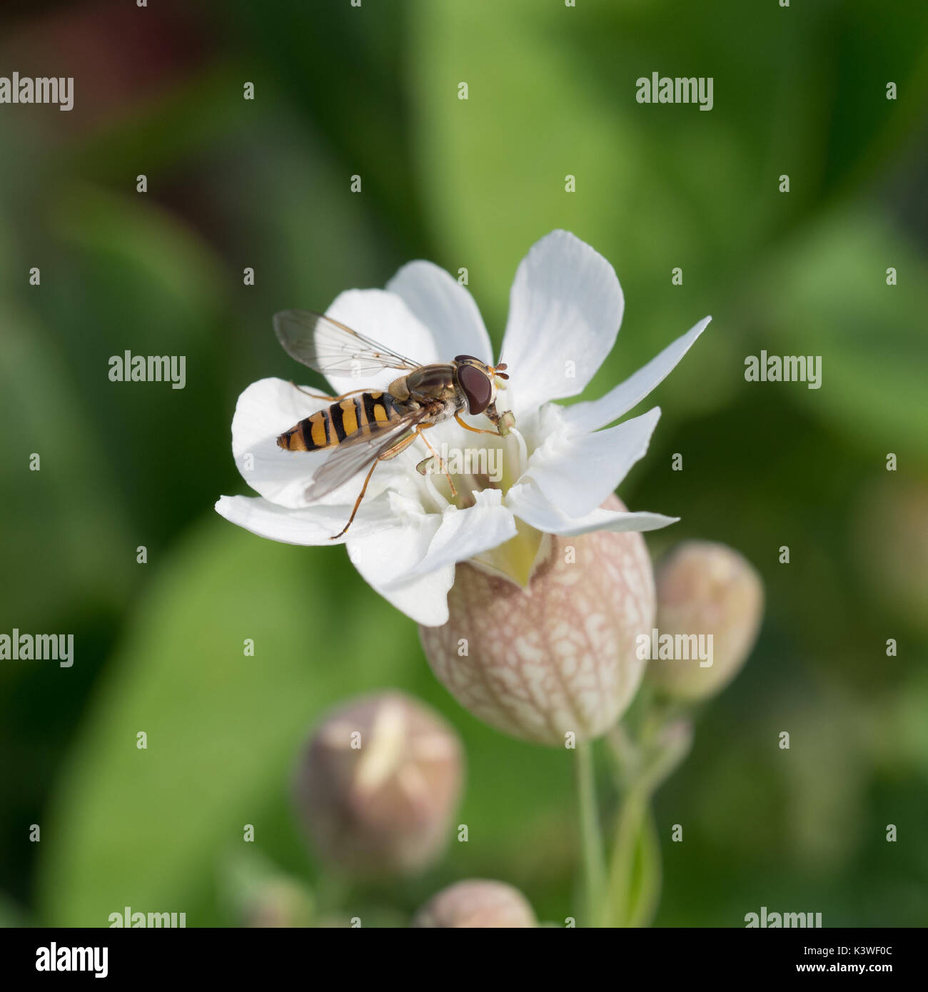 Eine Nahaufnahme Detail Makro fliegen Episyrphus Blteatus Syrphidae insekt Familie hoverfly syrphid Fütterung Pollen sammeln aus einem Meer Campion weiße Blume Stockfoto