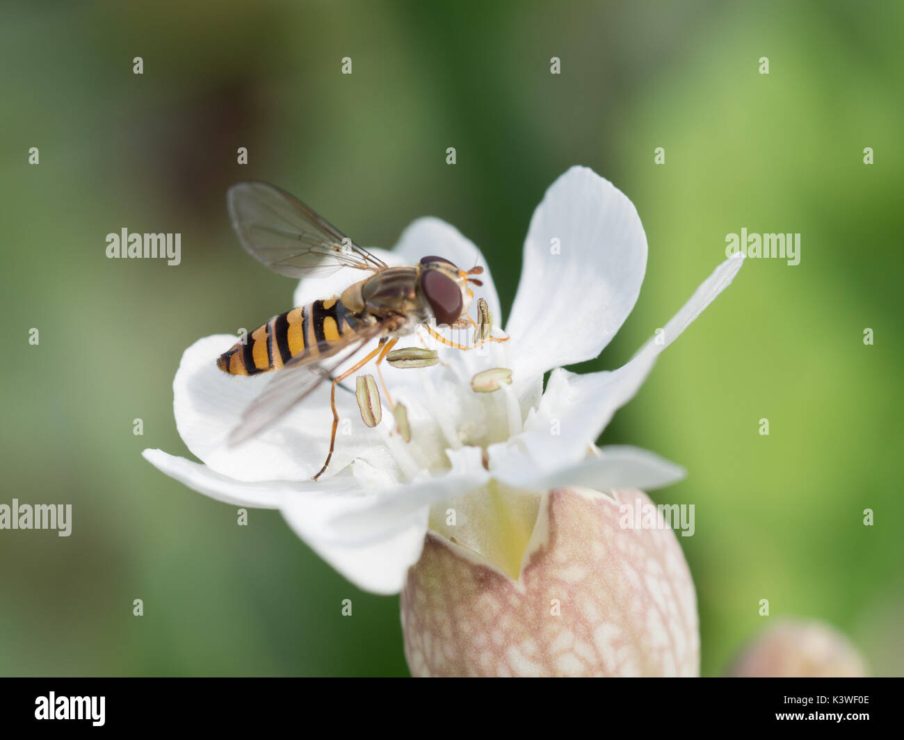 Eine Nahaufnahme Detail Makro fliegen Episyrphus Blteatus Syrphidae insekt Familie hoverfly syrphid Fütterung Pollen sammeln aus einem Meer Campion weiße Blume Stockfoto