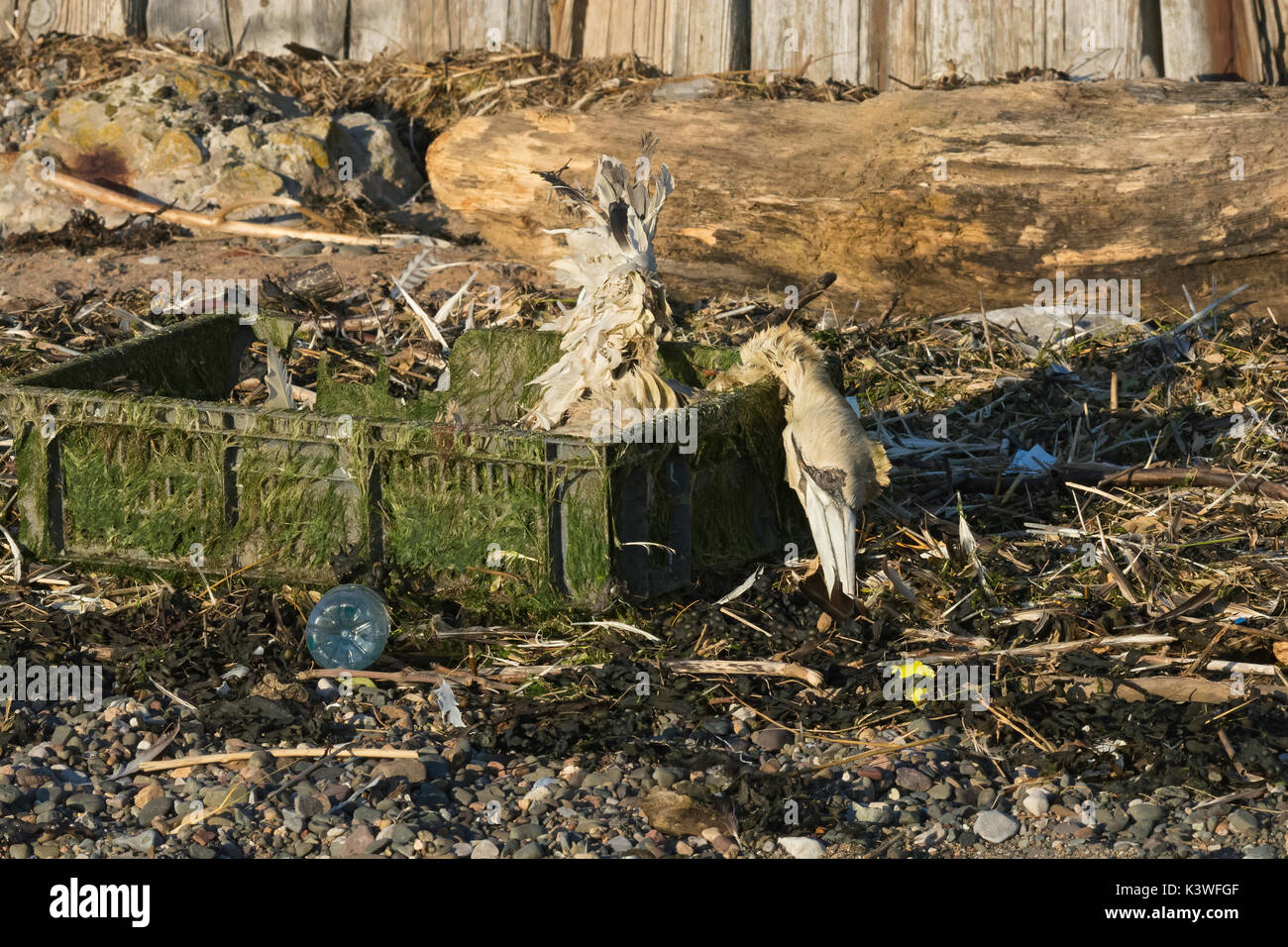 Tot Gannett, Morus bassanus, gewaschen, am Strand in Kunststoffkisten, Lancashire, Großbritannien Stockfoto