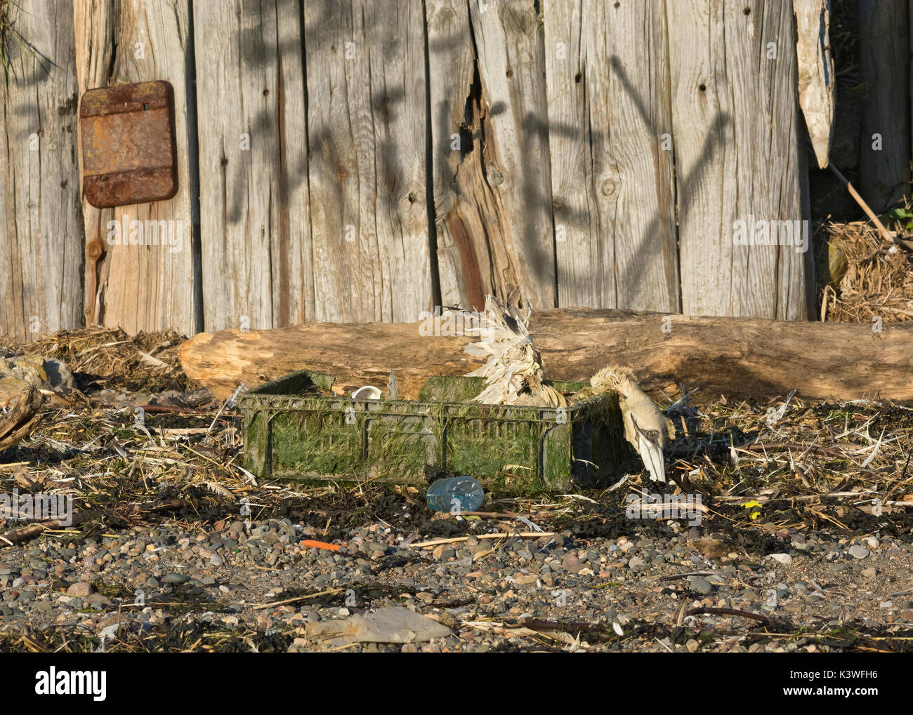 Tot Gannett, Morus bassanus, gewaschen, am Strand in Kunststoffkisten, Lancashire, Großbritannien Stockfoto