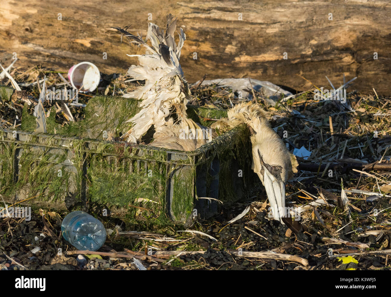 Tot Gannett, Morus bassanus, gewaschen, am Strand in Kunststoffkisten, Lancashire, Großbritannien Stockfoto