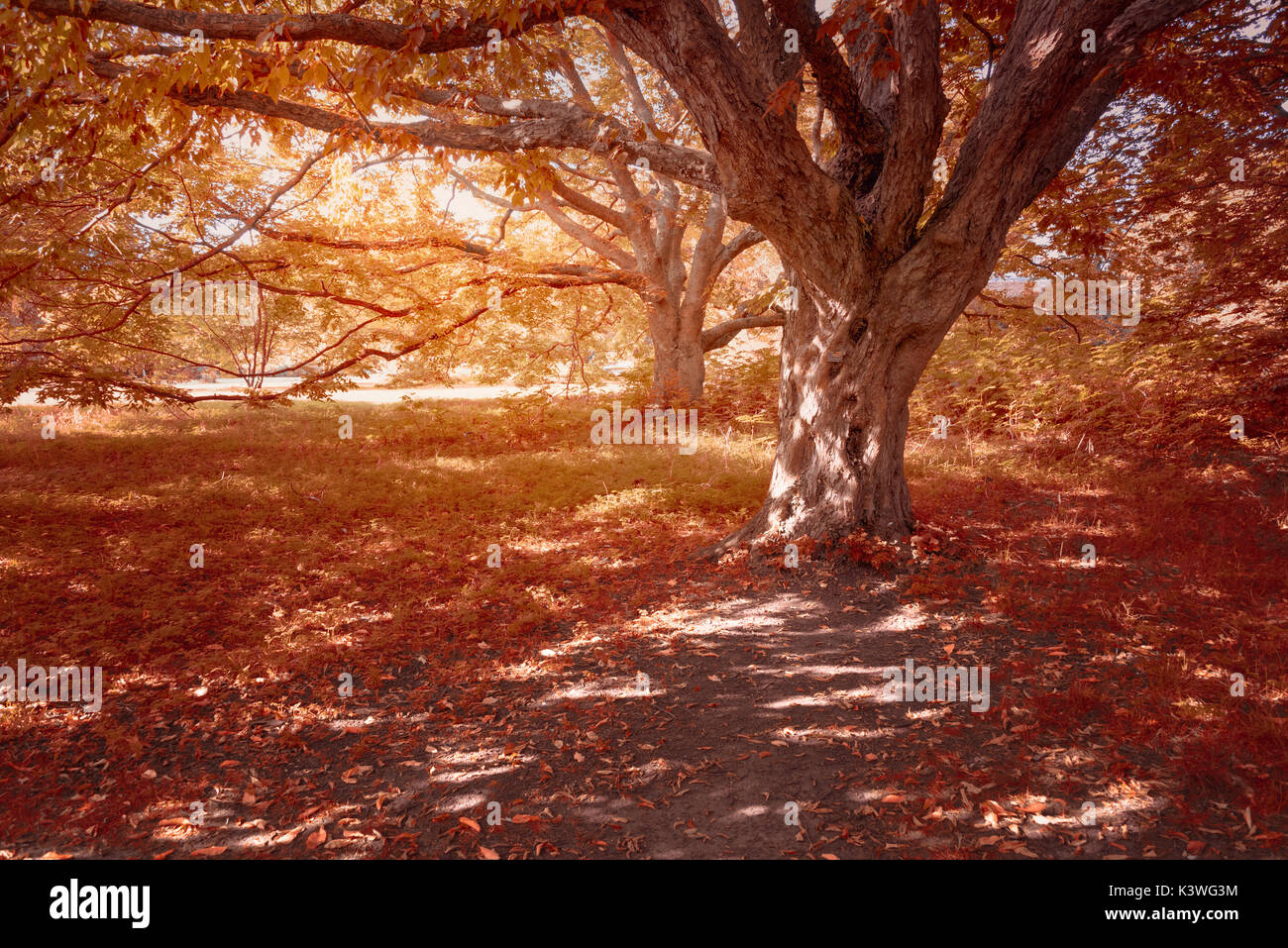 Bäume im Herbst bei Kew Botanical Gardens in London. Stockfoto