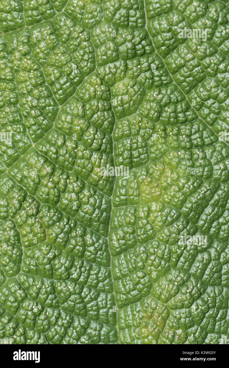Riesige Rhabarber Blatt Textur muster in den Kew Gardens in London. Stockfoto