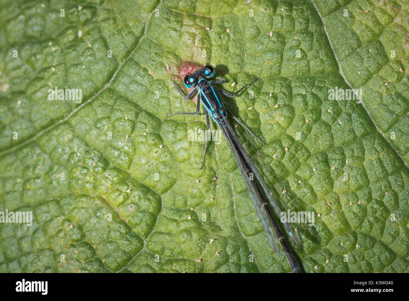 Blaue Libelle auf riesigen Rhabarber Blatt Textur muster in den Kew Gardens in London. Stockfoto