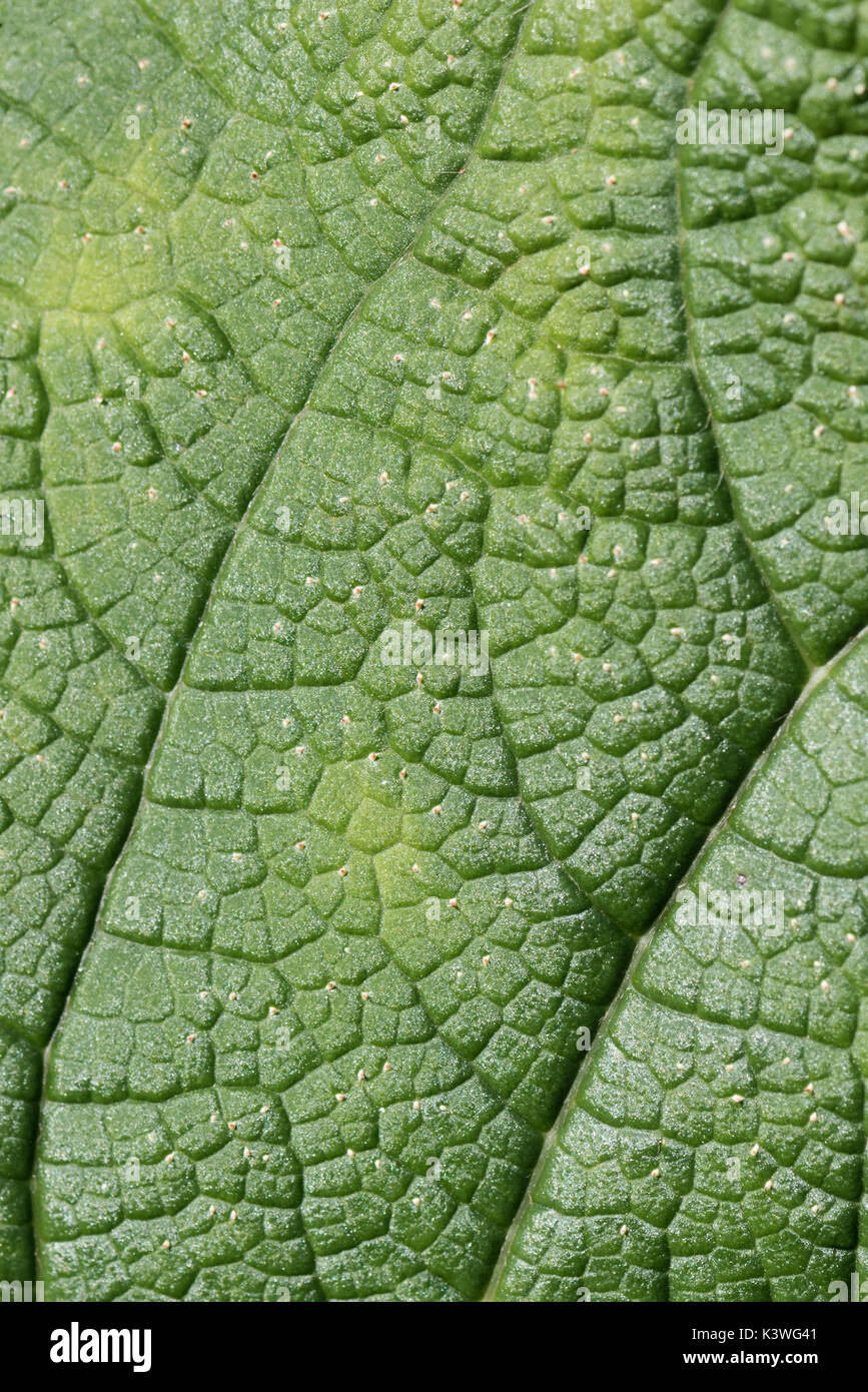Riesige Rhabarber Blatt Textur muster in den Kew Gardens in London. Stockfoto